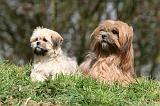 LHASSA APSO 240
